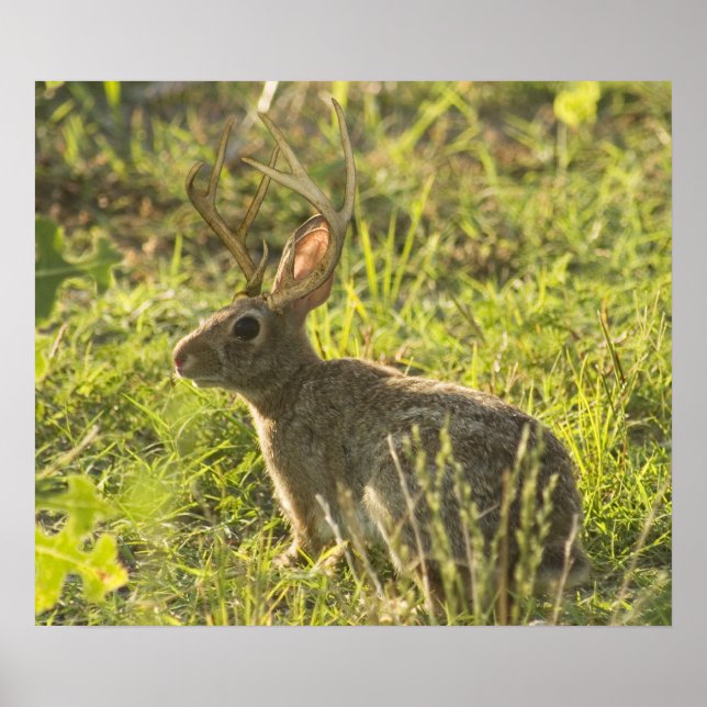 Poster Jackalope 1 (Devant)