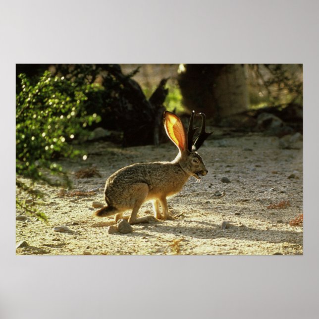 Poster Jackalope occidentale (Devant)