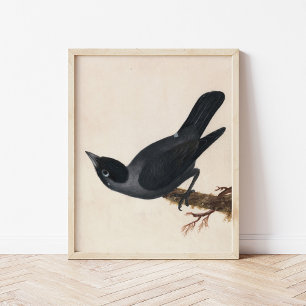 Poster Jackdaw   William Lewin