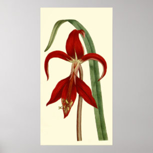Poster Jacobbaean Amaryllis