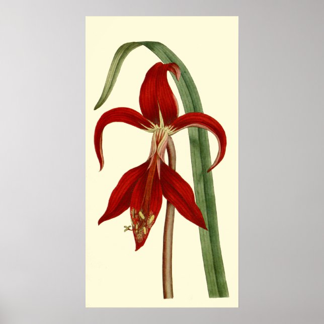 Poster Jacobbaean Amaryllis (Devant)