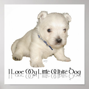 Poster J'adore mon petit chien blanc - chiot Westie