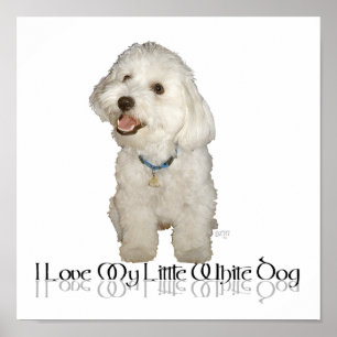 Poster J'adore mon petit chien blanc - Havanais