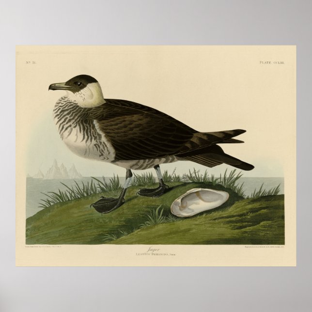 Poster Jager (Pomarine Jaeger) Audubon's Birds of America (Devant)