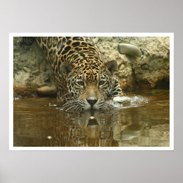 Poster Jaguar (Devant)
