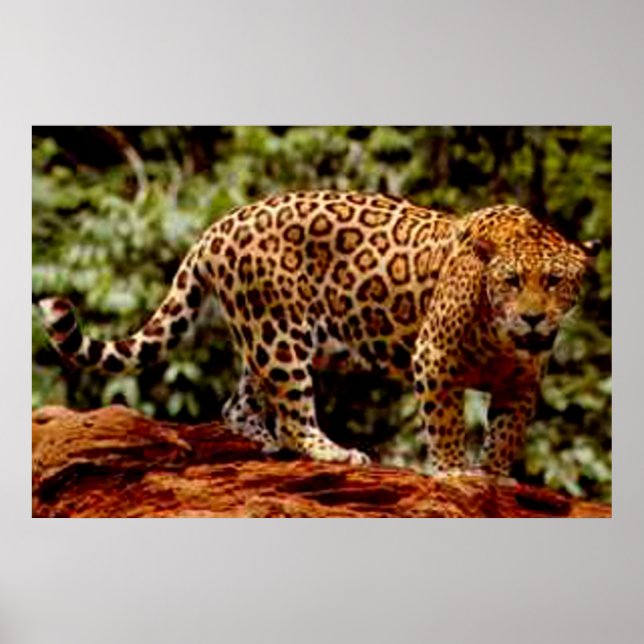 Poster Jaguar (Devant)