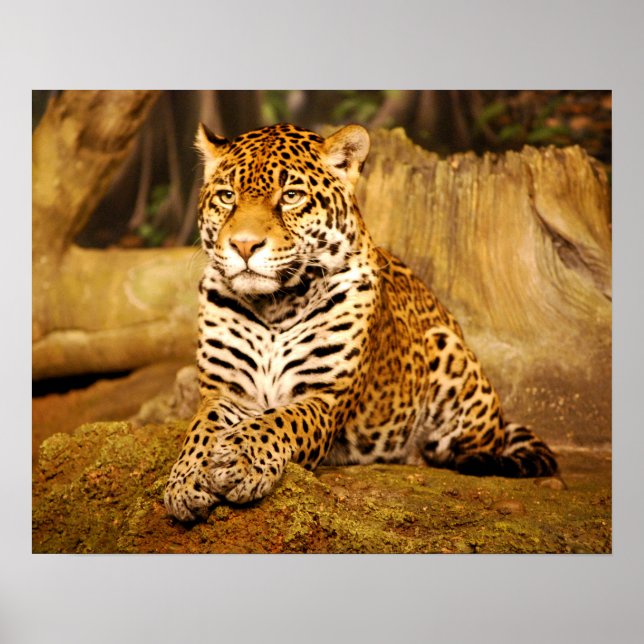 Poster Jaguar (Devant)