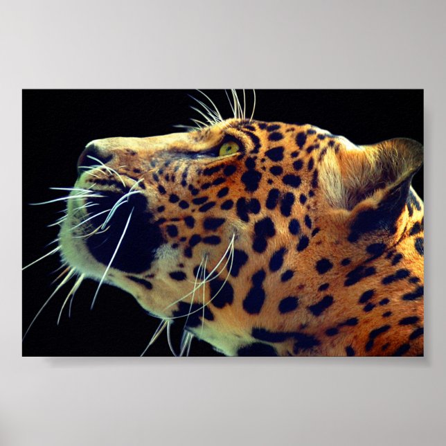 Poster Jaguar (Devant)