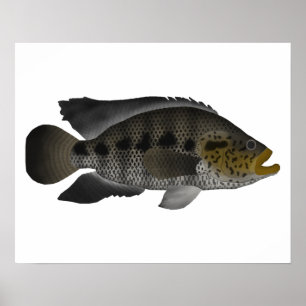 Poster Jaguar Cichlid