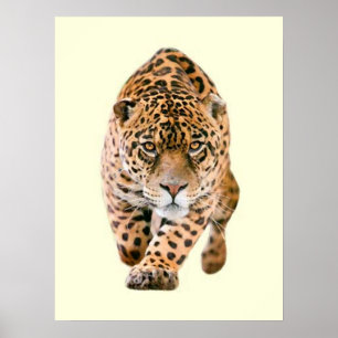 Poster Jaguar Eyes