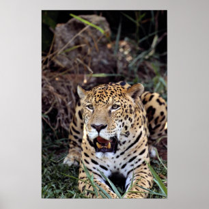 Poster Jaguar (Panthera onca)