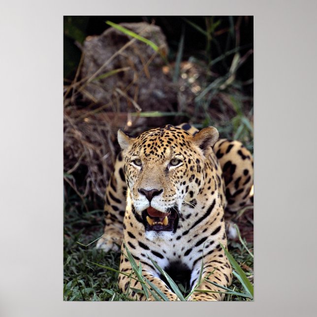 Poster Jaguar (Panthera onca) (Devant)