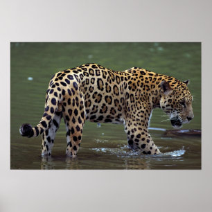 Poster Jaguar (Panthera onca) dans la rivière boueuse