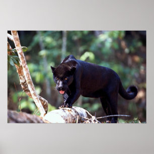 Poster Jaguar, phase noire (Panthera onca)