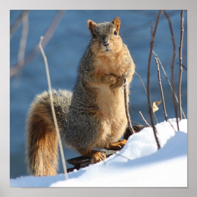 Poster J'ai l'air d'avoir perdu mes noix ! (Devant)