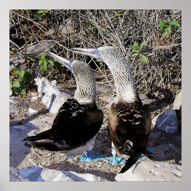 Poster J'Aime Les Boobies ! (Devant)