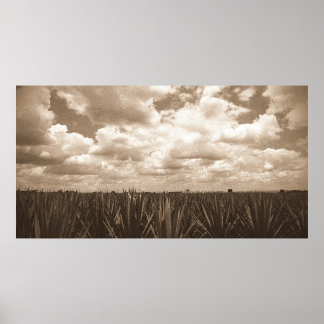Poster Jalisco Mexique Agave Paradise (Devant)