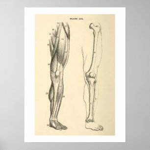 Poster Jambe vintage d'humain de muscles et d'os