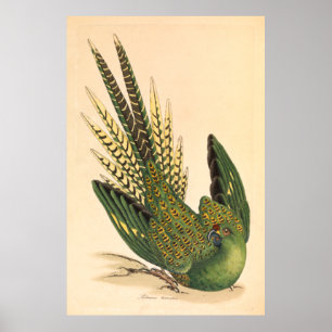 Poster James Sowerby Parrot terrestre, Psittacus terrestr