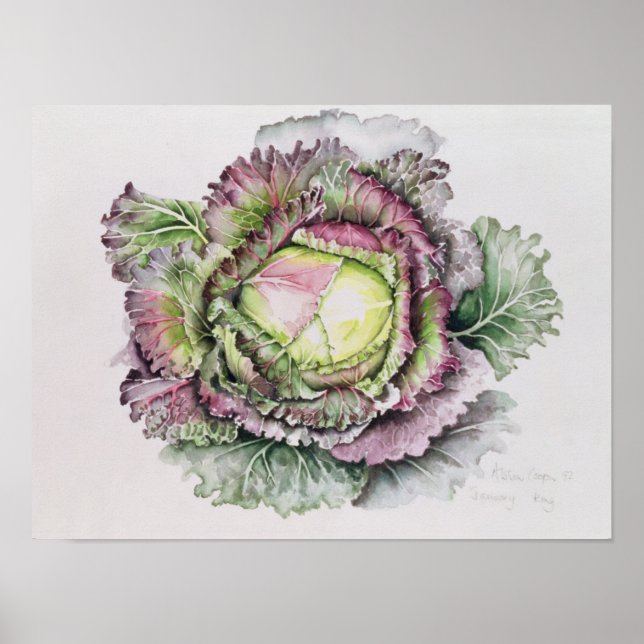 Poster Janvier King Cabbage (Devant)