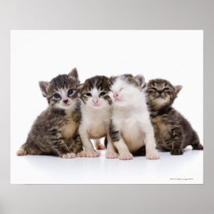 Poster Japanese cat
