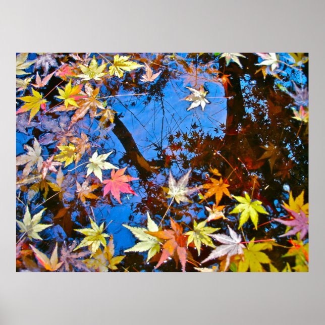 Poster Japanese Maple Reflections (Devant)
