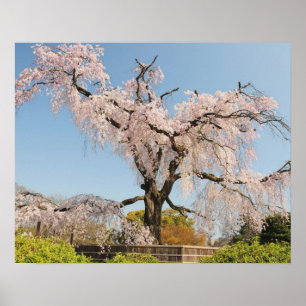 Poster Japon, Kyoto. Cerisier en pleurs sous ciel bleu