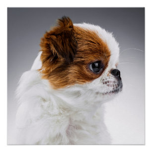 Poster japonais Chin Puppy