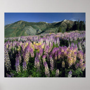 Poster JARBIDGE WILDERNESS, NEVADA. USA. Lupine d'épi