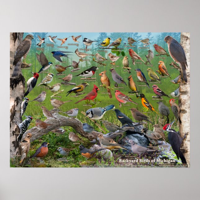 Poster Jardin Birds du Michigan (Devant)