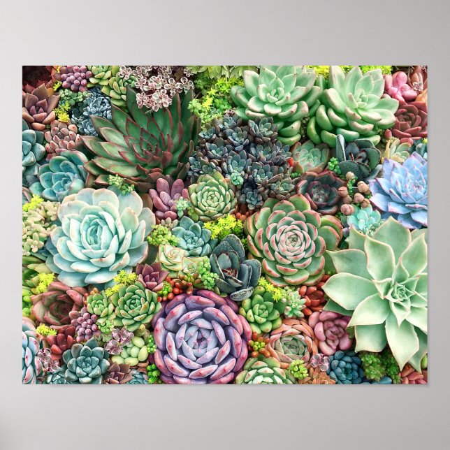 Poster Jardin coloré Succulent (Devant)