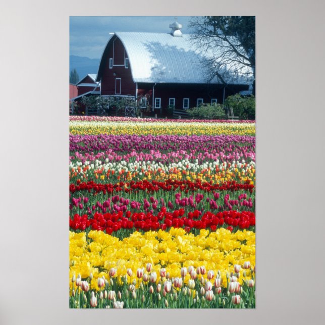 Poster Jardin d'affichage des tulipes, comté de Skagit, (Devant)