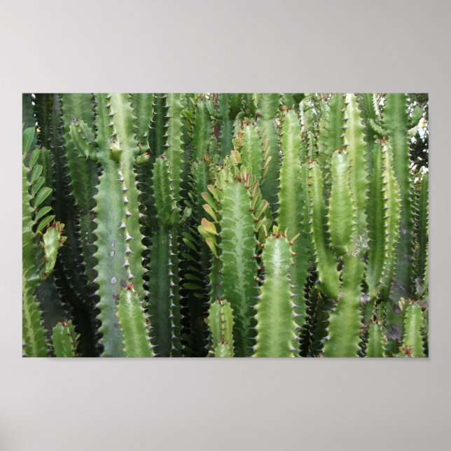 Poster Jardin de Cactus (Devant)