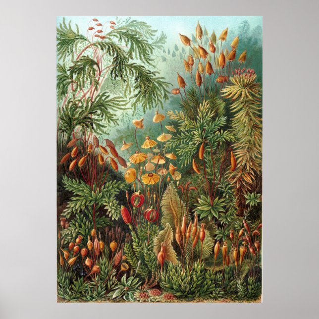 Poster Jardin de Haeckel (Devant)