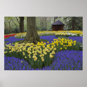 Poster Jardin de jonquilles, muscaris et tulipes,