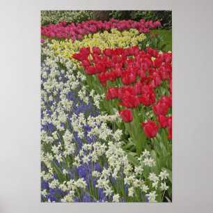 Poster Jardin de Tulip et daffodil, Jardins de Keukenhof,