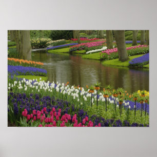 Poster Jardin de tulipe et d'hyacinthe, Keukenhof Gardens