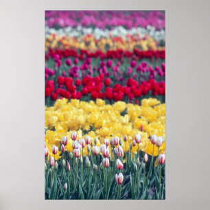 Poster Jardin de tulipes dans la vallée de Skagit,