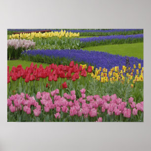 Poster Jardin de tulipes, de raisin Hyacinth et