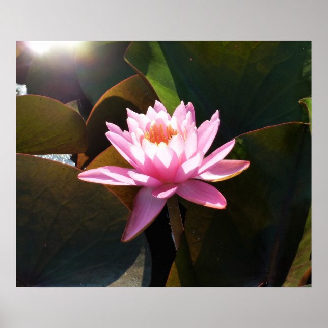 Poster Jardin d'eau rose rose Nénuphar éclairé (Devant)