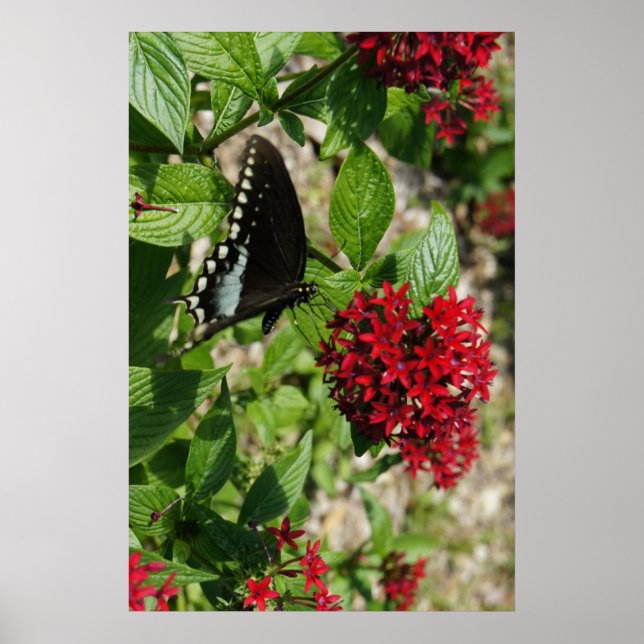 Poster Jardin des papillons (Devant)