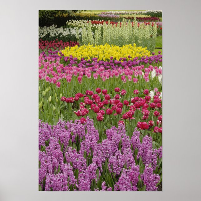 Poster Jardin des tulipes, des jonquilles et des jacinthe (Devant)
