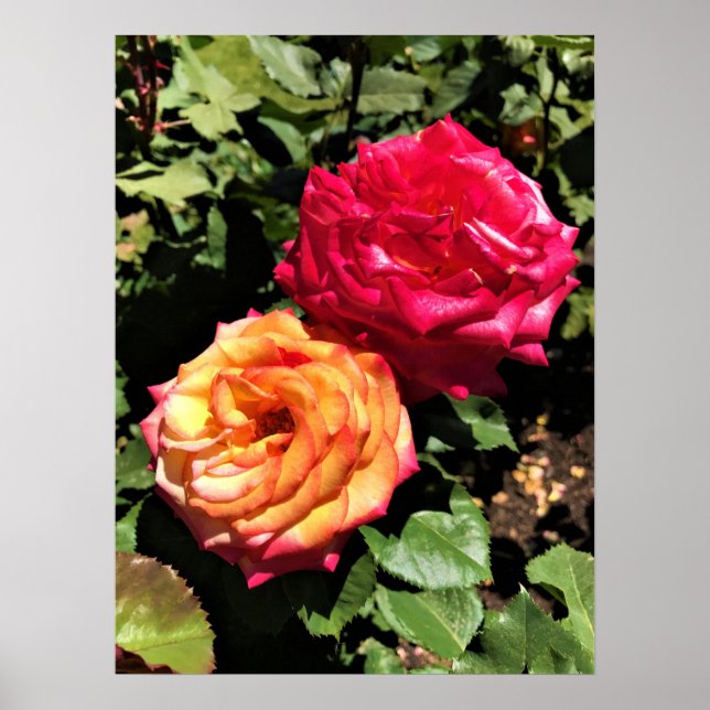 Poster Jardin d'essai international Rose, Portland, Orego (Devant)