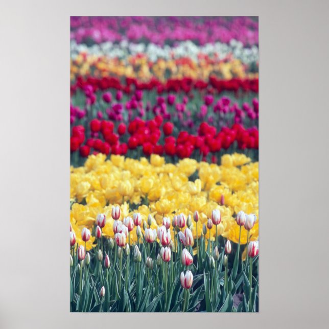 Poster Jardin d'exposition de tulipes dans la vallée de S (Devant)
