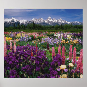 Poster jardin d'Iris et de Lupine et chaîne de Teton,
