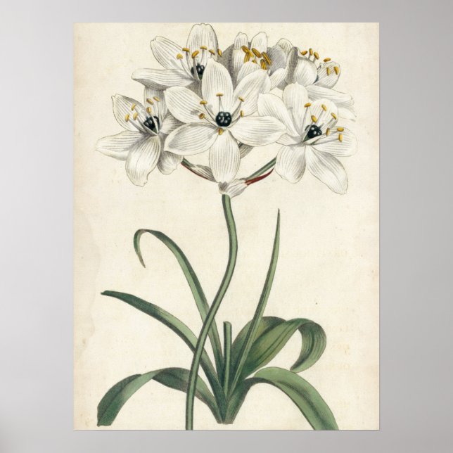 Poster Jardin d'ivoire (Devant)