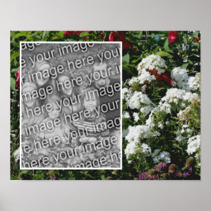 Poster Jardin Fleur White Phlox Ajouter Votre Photo