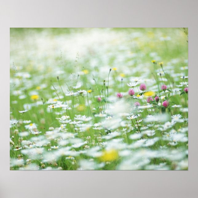 Poster Jardin fleuri (Devant)