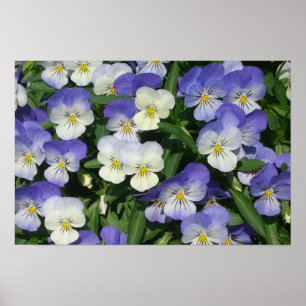 Poster Jardin Floral de Pensées Violettes