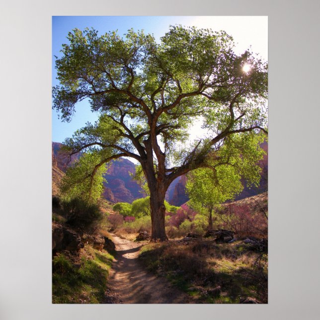 Poster Jardin indien (Devant)